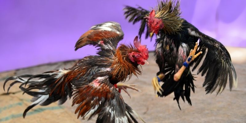 casino 5m nổ hũ tiếng anh là gì