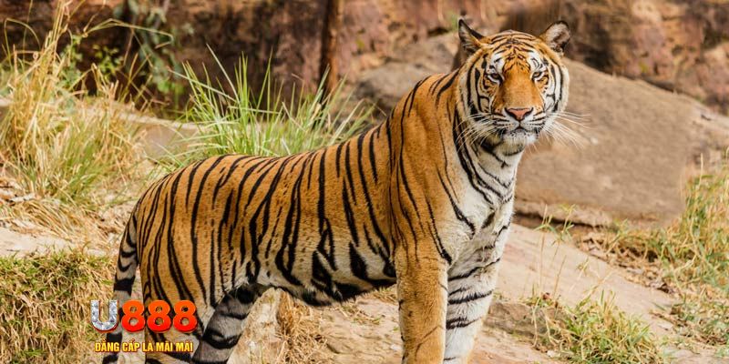 casino 5m ban ca vip online