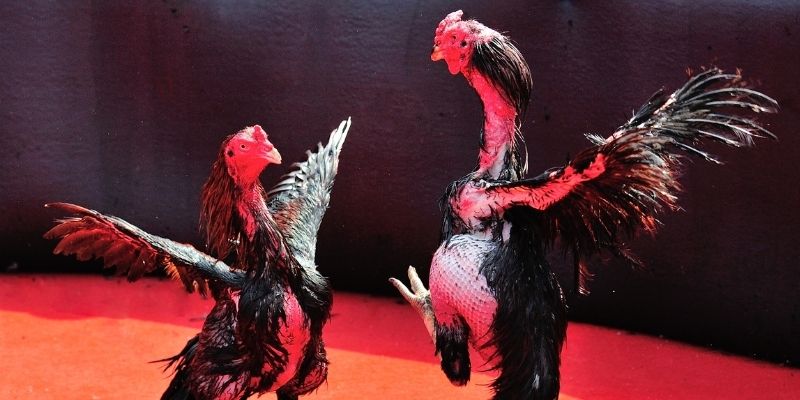 casino 5m Spribe Điện Tử